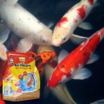 Tetra 16485 Koi Vibrance Sticks Fish Food - Image 2