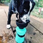 lesotc Upgraded Dog Water Bottle Foldable - Image 2